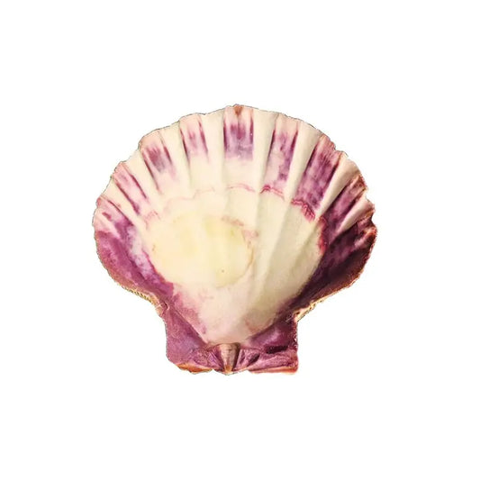 Lion's Paw Shell (5-6 in.)